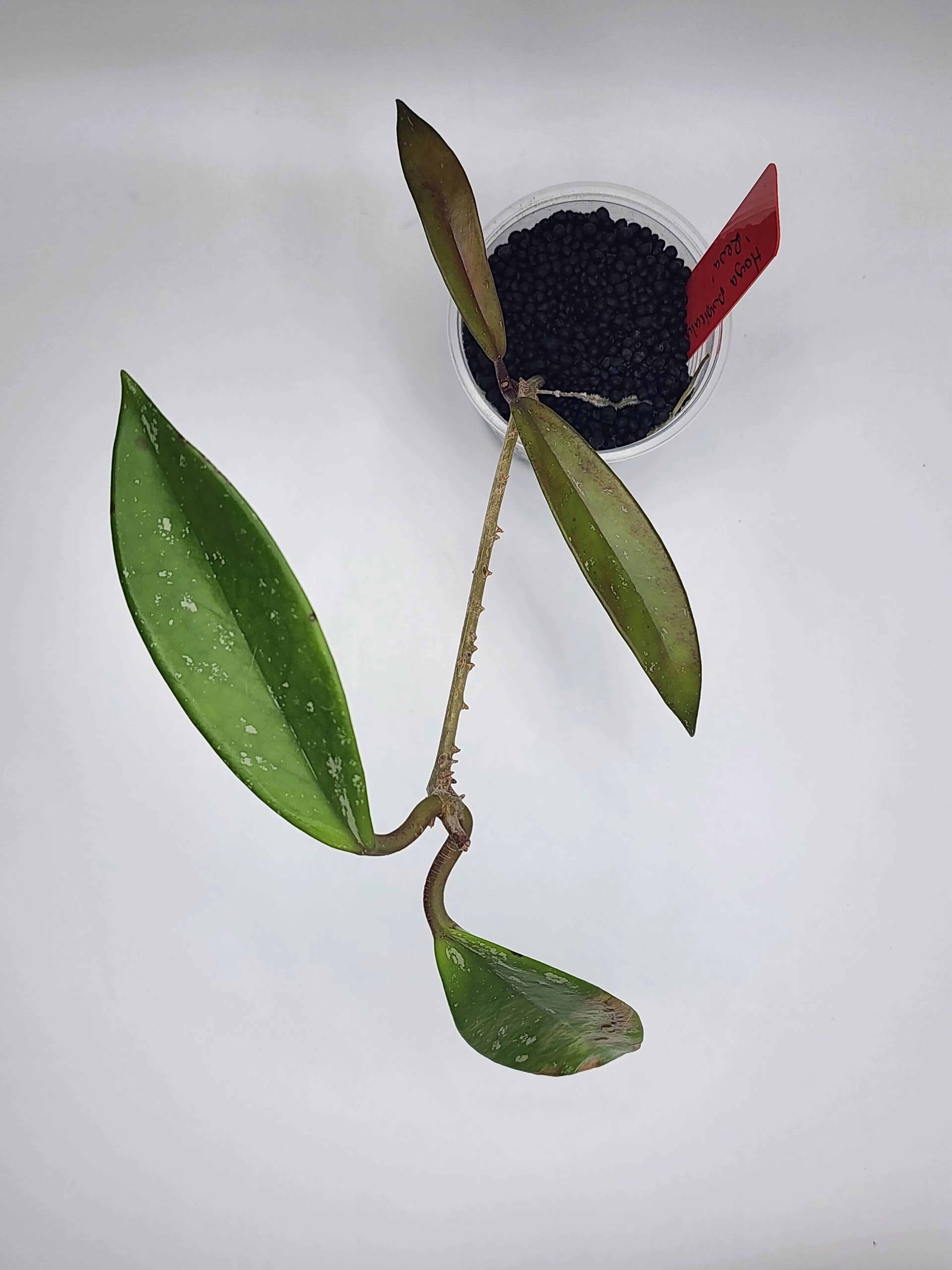 Image 3 of 3