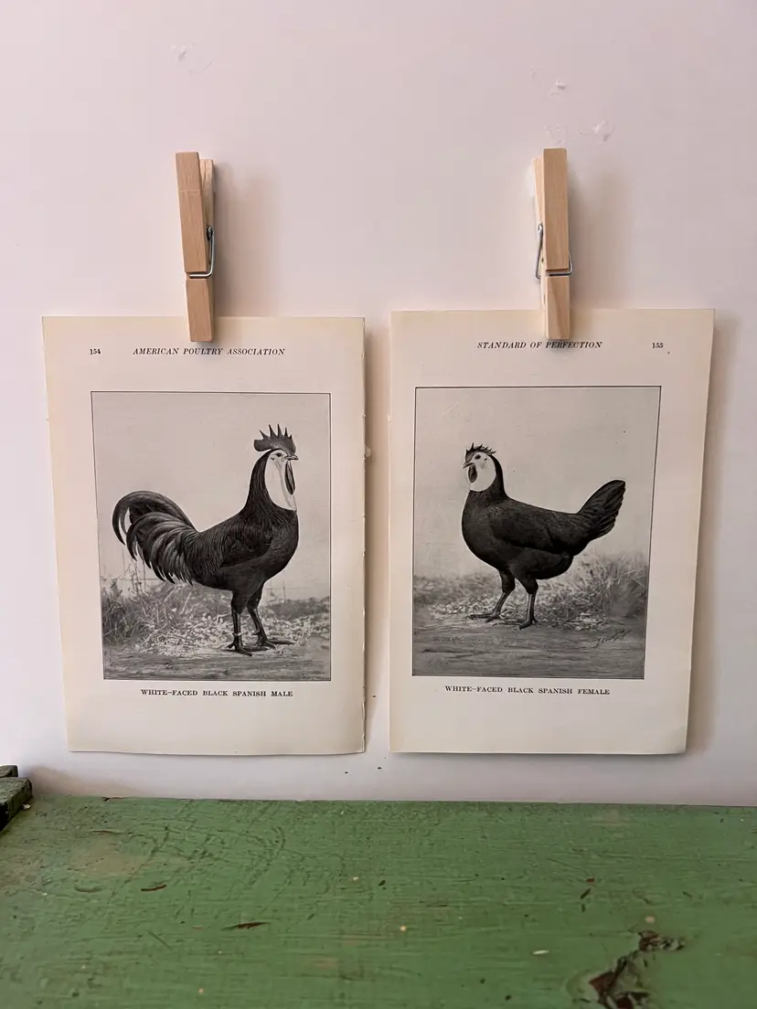 Vintage CHICKEN PRINTS White-Faced Black Spanish- Single Comb Rooster & Hen. c1912. Farm House Ephemera