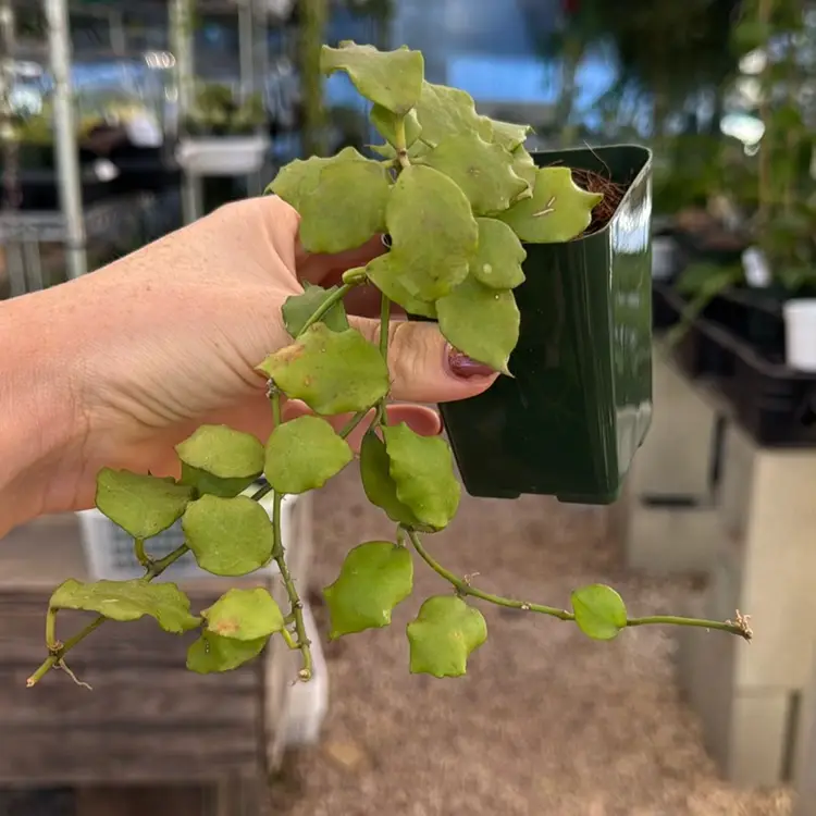 2 Inch Endauensis Trailing