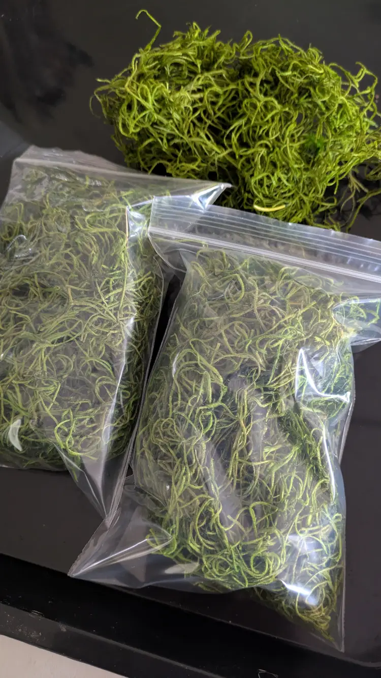 Preserved Spanish Moss 4x6 bag