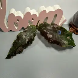 FC23 Undulata Cutting