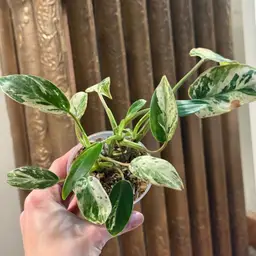 Emerald King Pothos; TONS of Babies In Pot