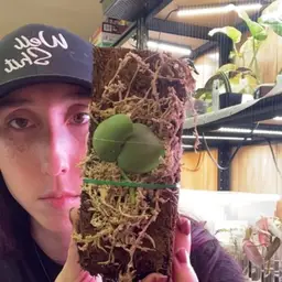 Dischidia Plat phylum