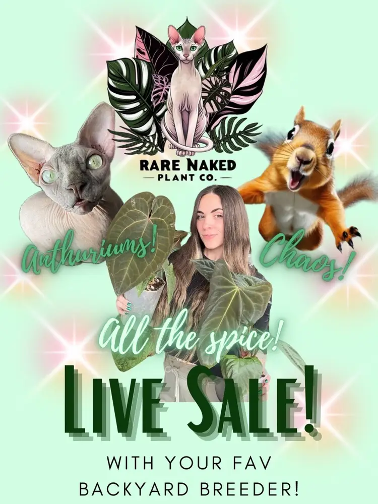 Support Group For Anthurium Addicts 