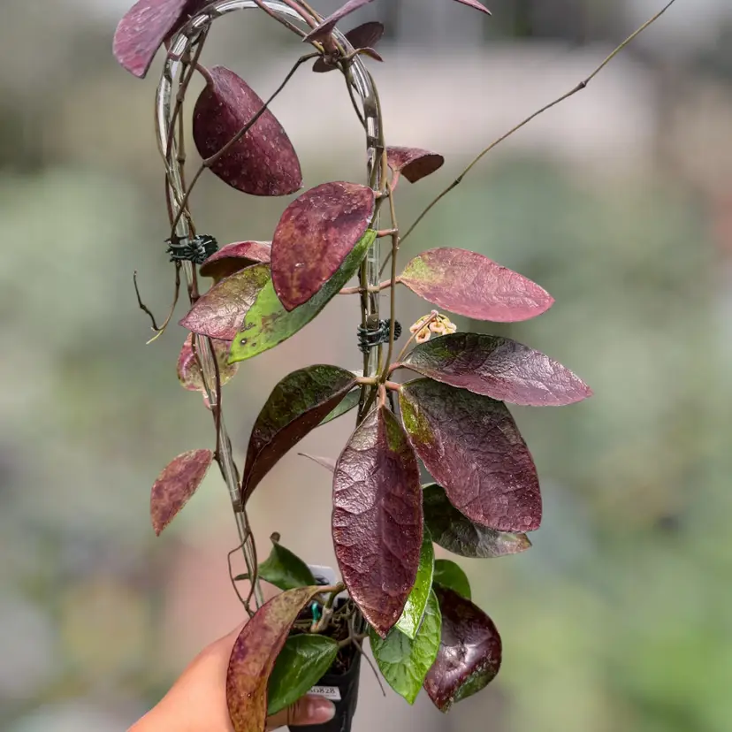 PS0828 - Hoya benchaii