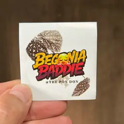 Begonia Baddie Sticker
