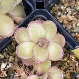 Pinguicula '''Pink Shuriken'''