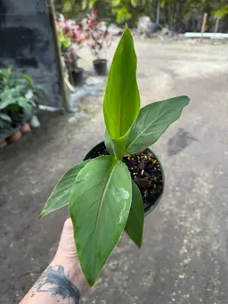6” Musa Basjoo