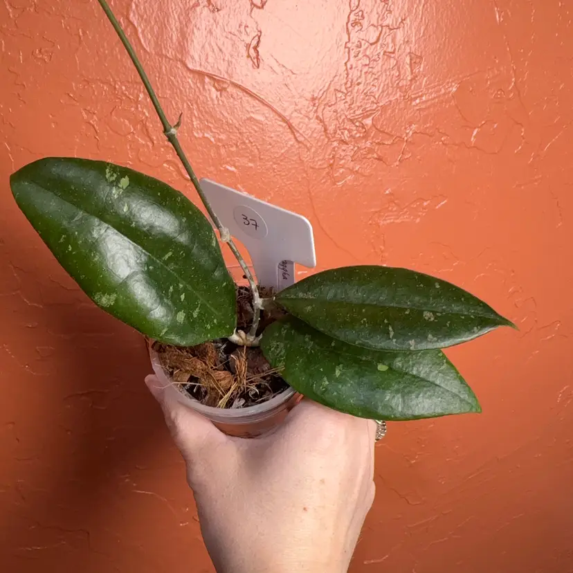 37 Hoya sp Panggha (splash/silver?)