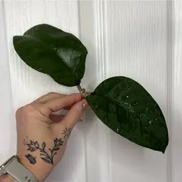 Hoya sp. Aceh “Ribbed Pillow Leaves” from NAPC