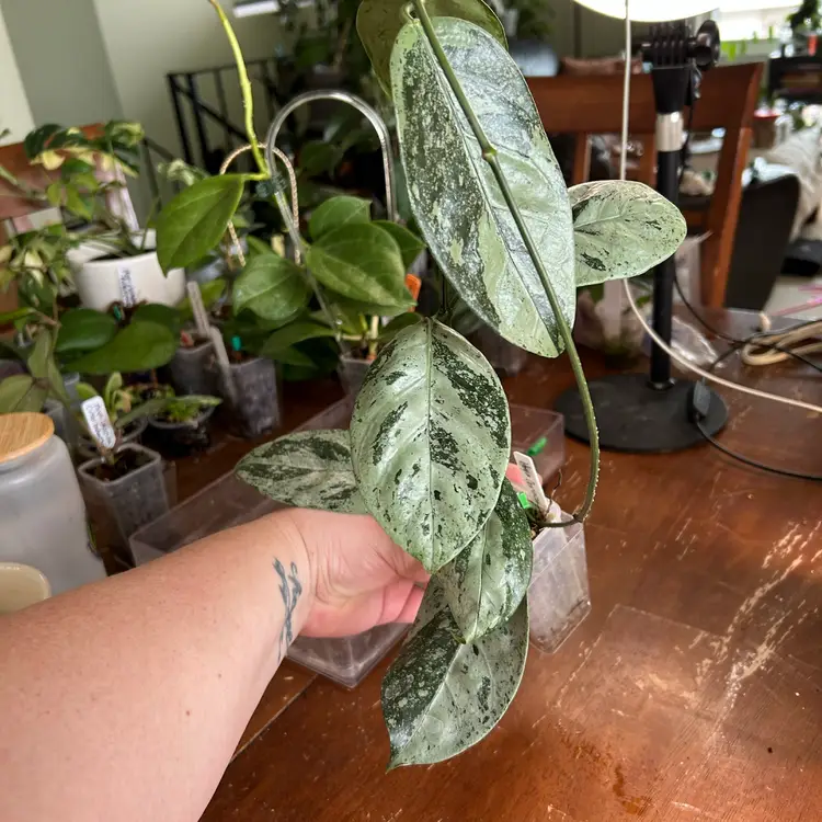 Hoya coriacea (splash)