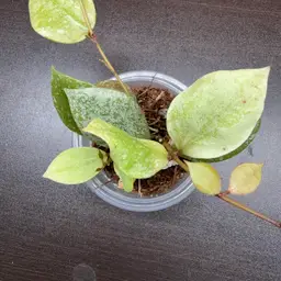 306 walliniana splash