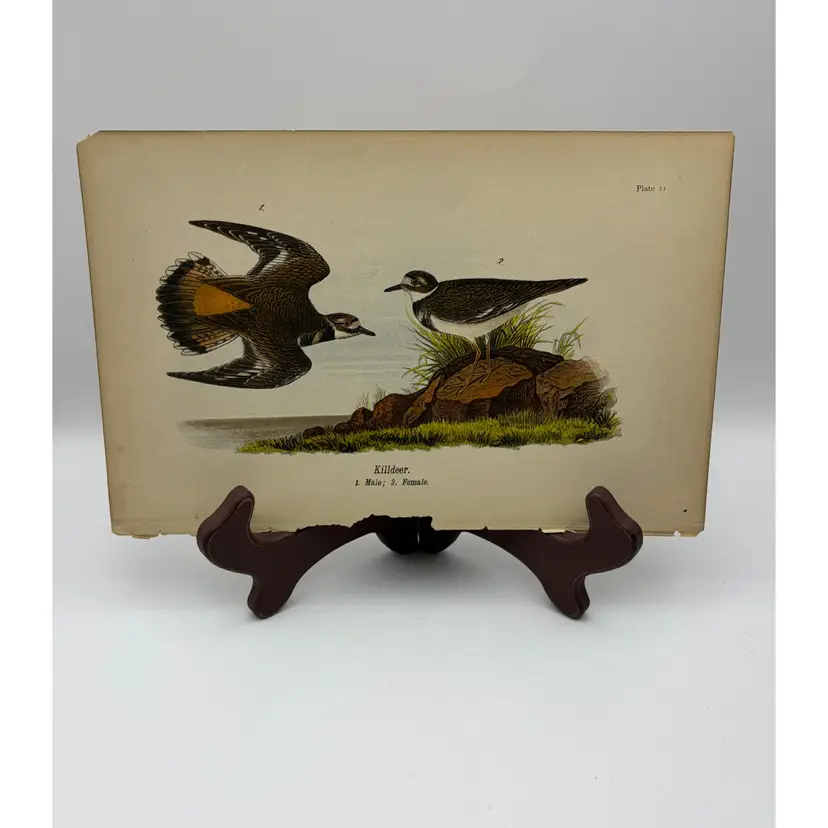 “Killdeer” Male/Female, c.1890, Color Plate Engraving, Plate 11, From An Antique Book