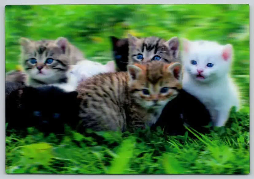 Postcard Cats in the Grass 3D Lenticular Felis catus Kittens - 11917