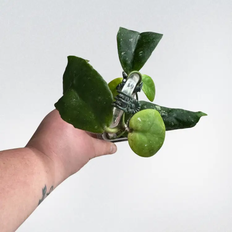 Hoya mitrata