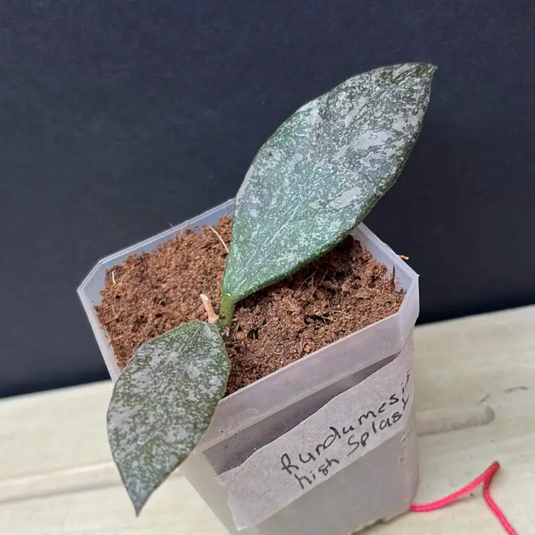 Hoya rundumensis 'Splash'