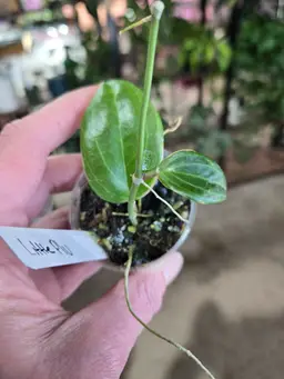 40. Lil Plu (quinquenervia albo)