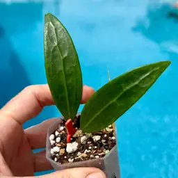 101 Hoya AH ‘Baby Blue’