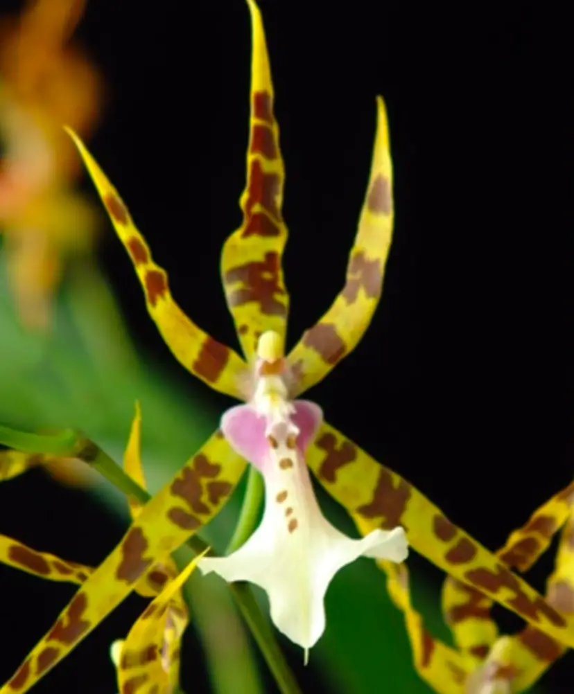 Miltassia Golden Spider Orchid 5" Pot