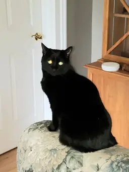 #28-CHOICE Anthropomorphic Teapots