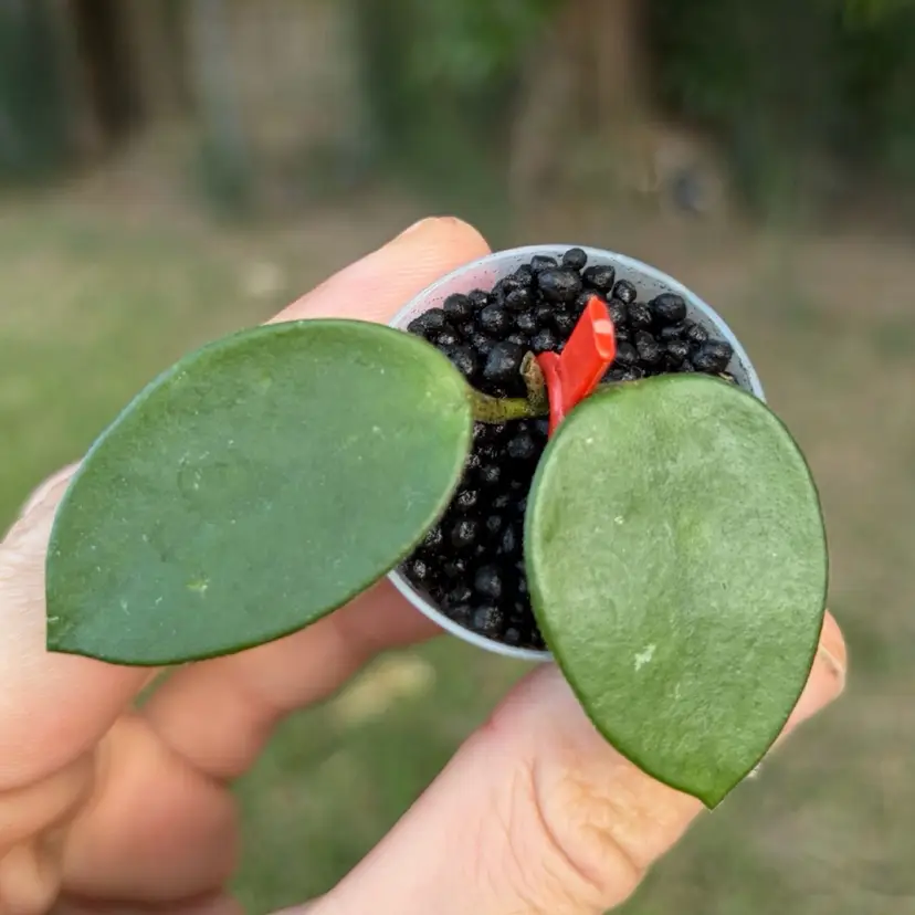 Hoya Chouke