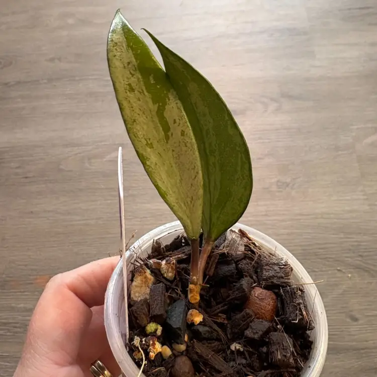 Hoya snow cui (silver)