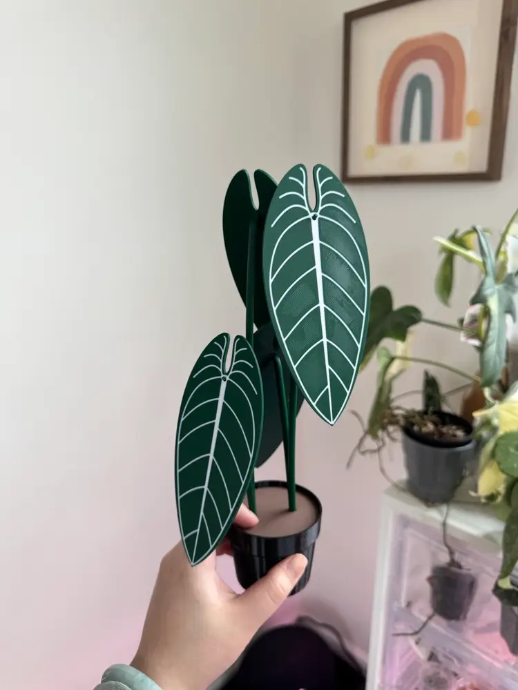 Anthurium queen coaster set