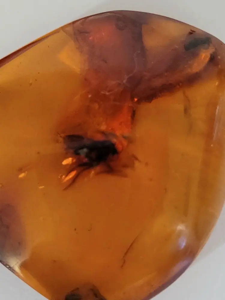 Hand-Polished Baltic Amber Pendant With Insect & Sterling Bail