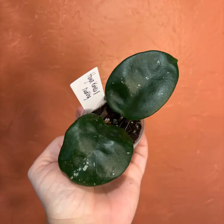 Hoya Krinkle 8 x unk