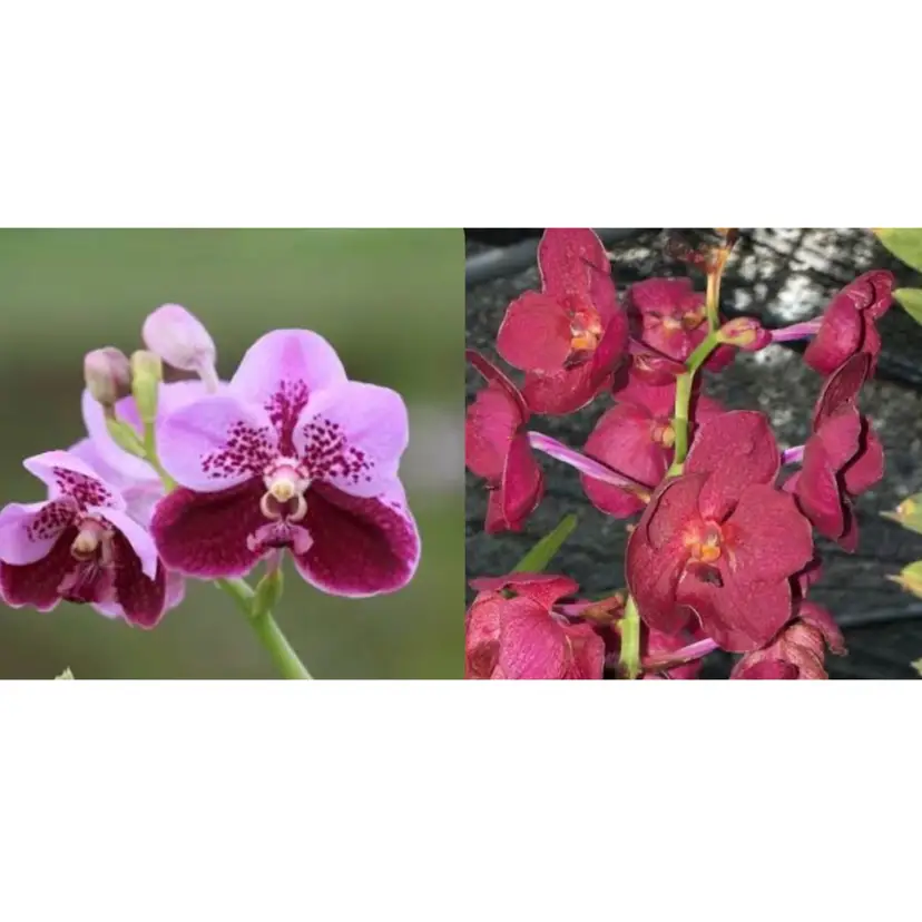 Vanda sanderiana x Kultana Red Dot