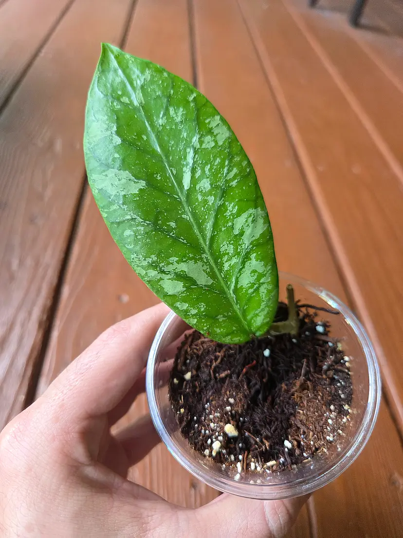 Hoya sp. Kapi Mountain