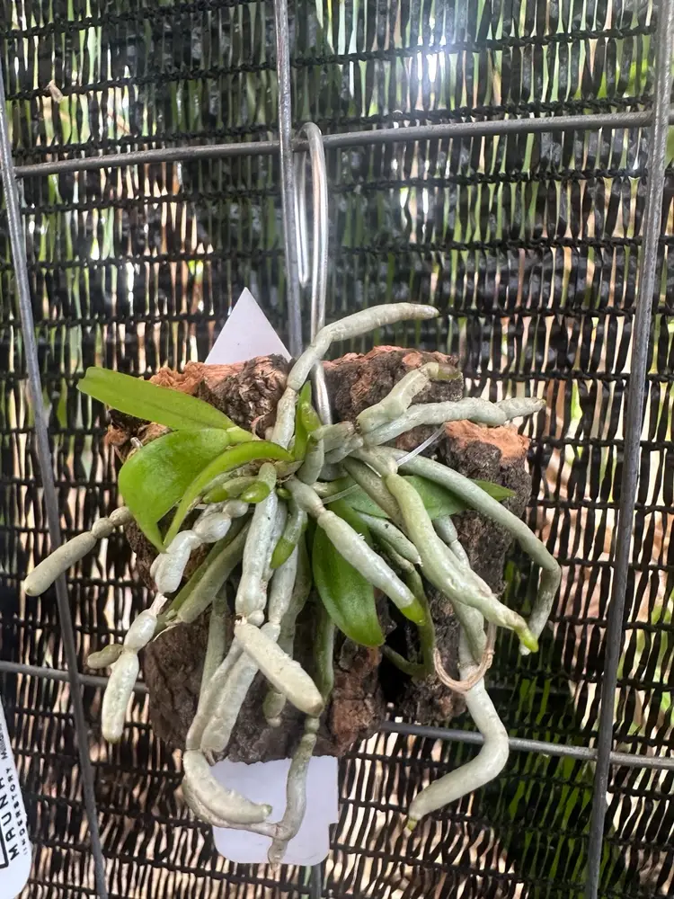 Chiloschista aff. parishii - mounted