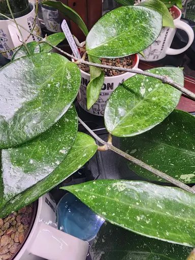 Coffee & Chores ☕️🪴