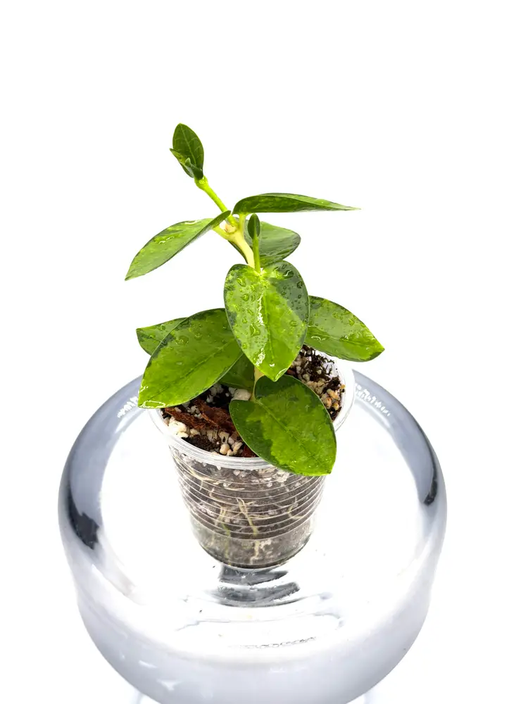 Hoya cumingiana inner variegated