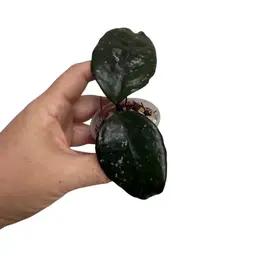 08-Hoya SMS Ice Baby (gothic Hoard Córners