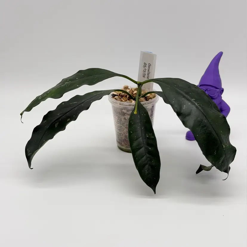 B22 Occultata