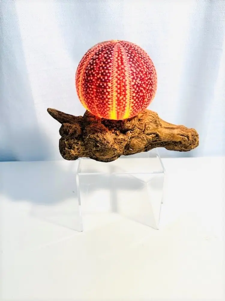 Sea Urchin Shell Light Handmade Natural Shell Night Light | Sea Shell Nautical Ocean Decor Pale Pink Glow Shell Light