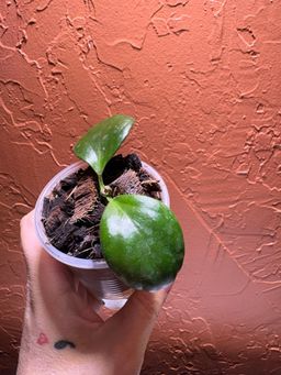 3037 Hoya NOID (clamshell)