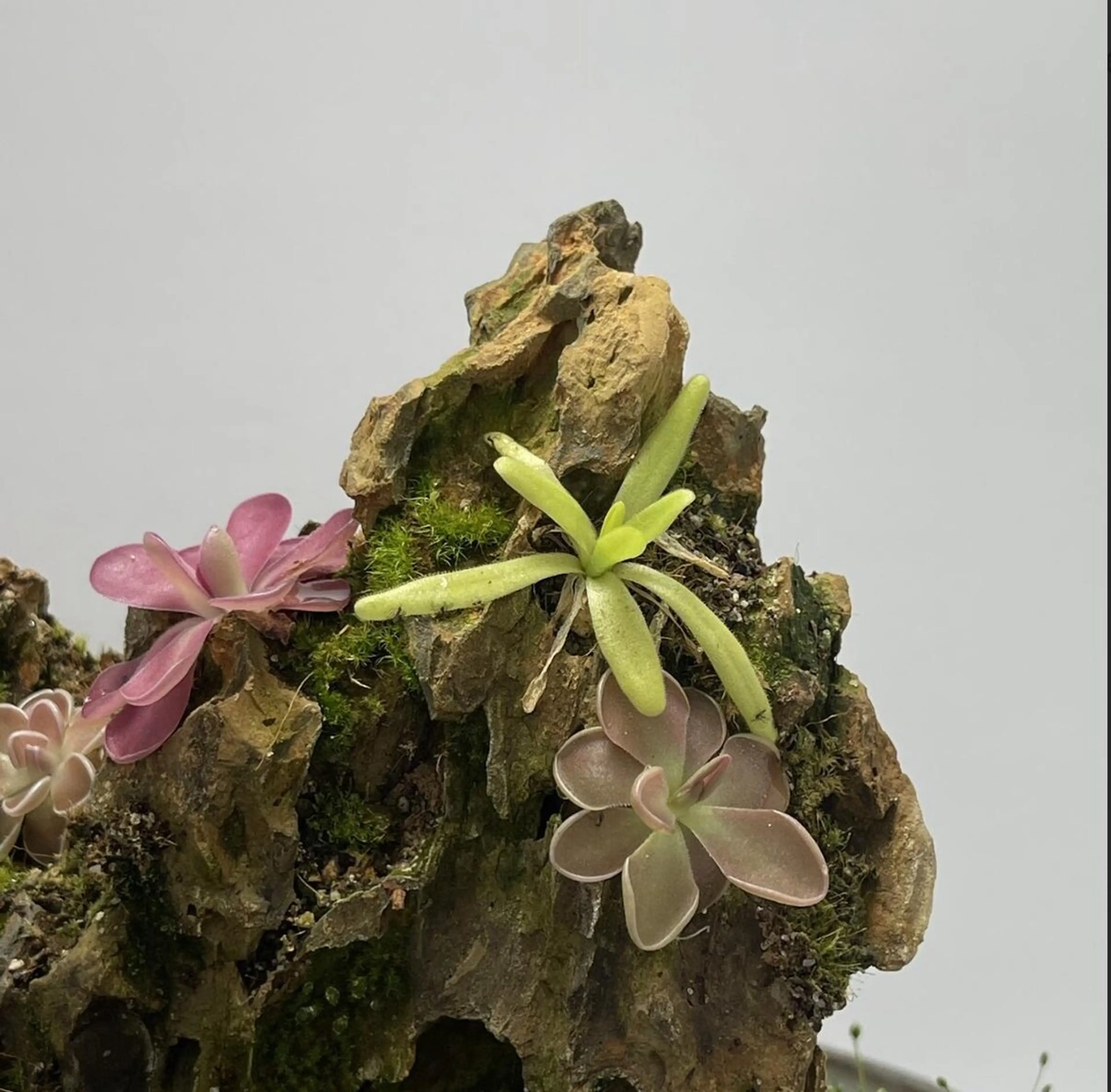 Image 2 of 2