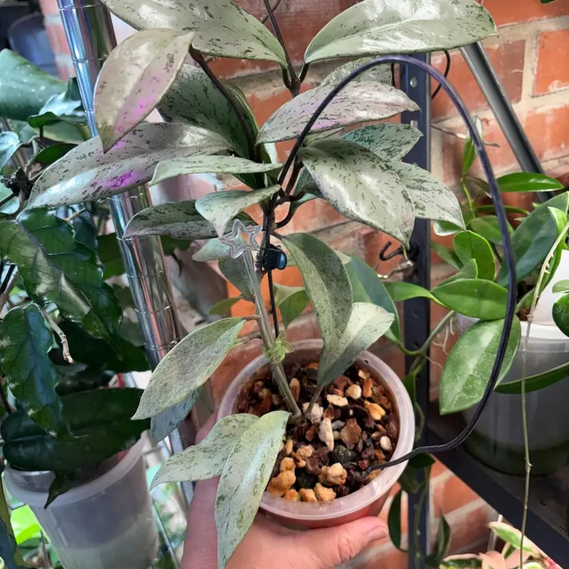 Hoya pubicalyx 'Pink Silver Ghost' in swp