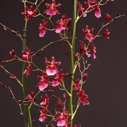 Oncidium Sharry Baby 'Red Fantasy'
