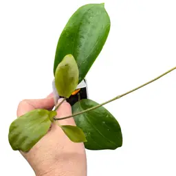 Sweet Shalina (deleinorium x penthaplabia)