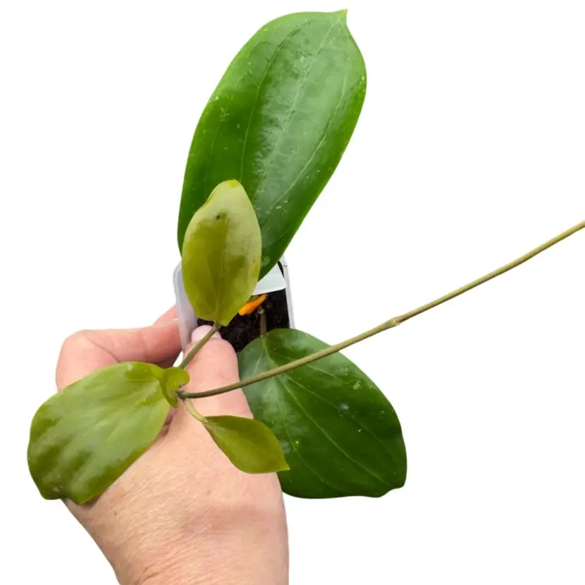 Sweet Shalina (deleinorium x penthaplabia)