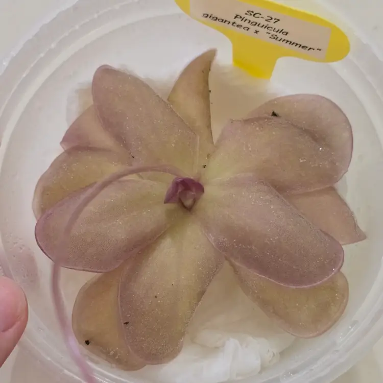 SC-27 Pinguicula gigantea x "Summer"
