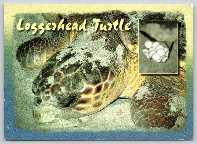 Postcard Loggerhead Turtle and Eggs Caretta caretta Florida  -  10483