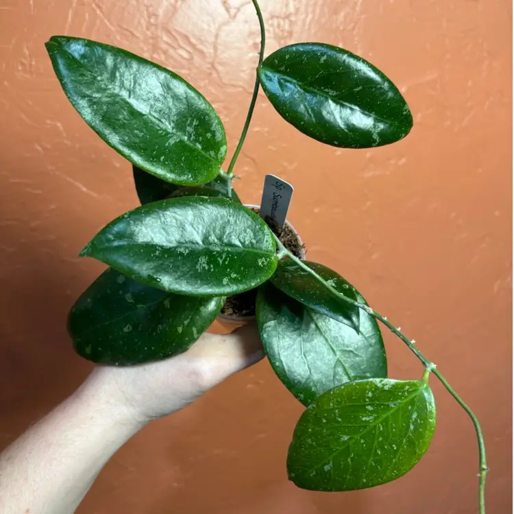 3040 Hoya sp Sumbawa