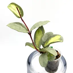 Hoya argentea princess