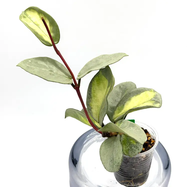 Hoya argentea princess