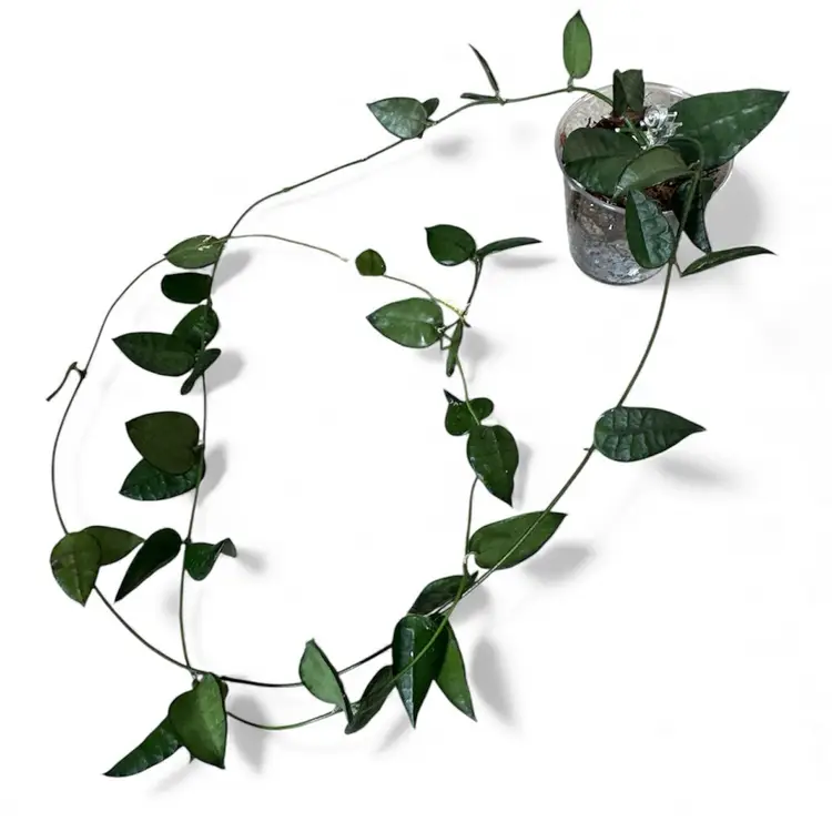 Dischidia hirsuta (yellow flower)