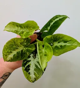 Scrambled Eggs Syngonium